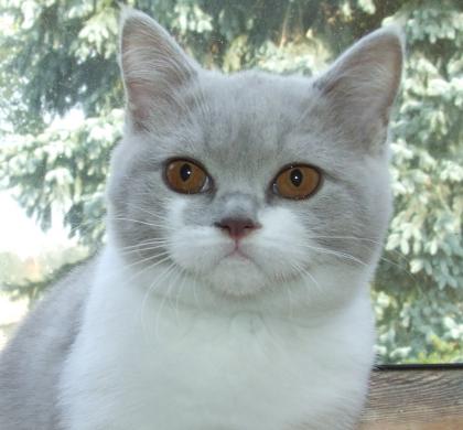 Noch zwei bildschöne Britenbärchen in blue white und lilac white m. Pap.