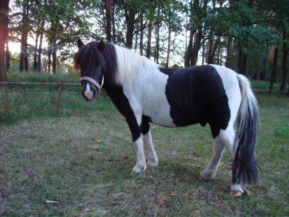 Shetland Pony