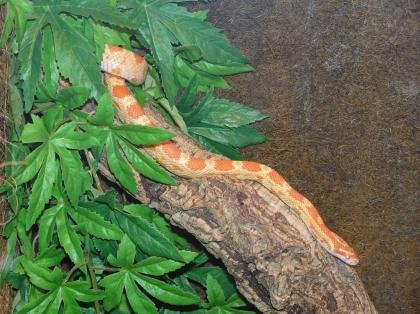 1, 0 Kornnatter Creamsicle Bock adult NZ07 abzugeben Pantherophis guttatus