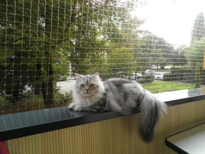 Schmusekater