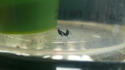 Geistermantis Phyllocrania Paradoxa