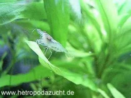 Schwegbarnelen 20 Stück