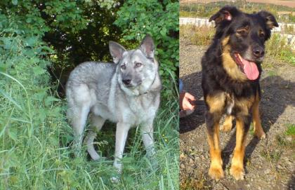 Saarloos-Rüde und Retriever-Mix-Hündin
