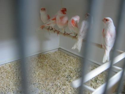 Rot Mosaik Kanarien Typ 2, rotgrundige Mosaiken