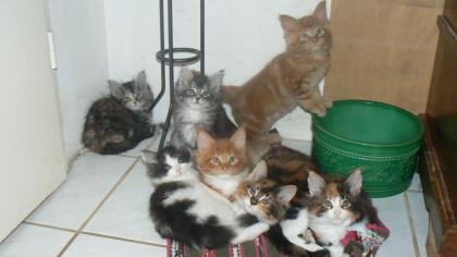 Maine Coon Cattery MOONSHINEVALLEY hat traumhaft schöne Kitten