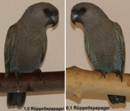 1, 1 Rüppellspapageien Paar