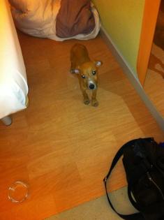 Mischling