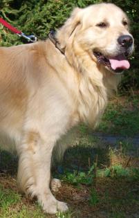 Wurfankündigung- Golden Retriever Welpen