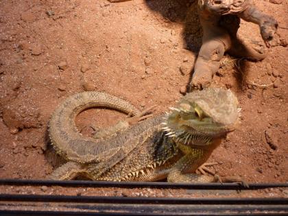 Bartagame mit Terrarium abzugeben