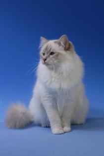 Sehr liebe Birmakatze, weiblich, 3 Jahre alt, in lilac-tabby-point, nur mit Jung