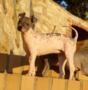 American Hairless Terrier Nackthund