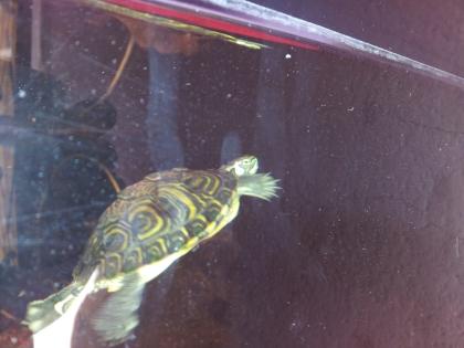 2 Wasserschildkröten preiswert abzugeben DRINGEND