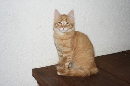 Main Coon / Norwegische Waldkatze Mischlinge abzugeben