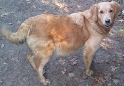 Wurfmeldung- wunderschöne Golden Retriever Welpen