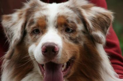 Aussi Red-Merle Deckrüde