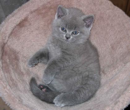 Süße wunderschöne BKH Kitten -