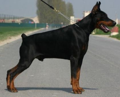Reine Rasse Dobermann Welpen jetzt verfügbar