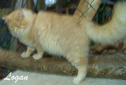 Norwegische Waldkatzen Babys und Jungkater 16 Monate an nette Menschen abzugeben