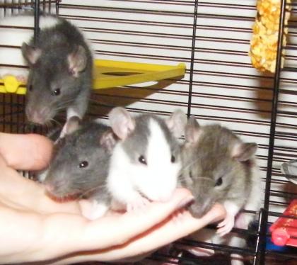 Handzahme 5Wochen junge Rattenkids suchen ein neues zu Hause