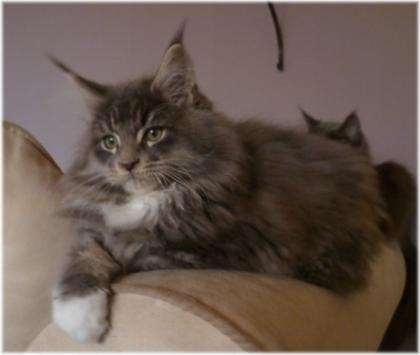 Maine Coon Baby im tollen Wildlook