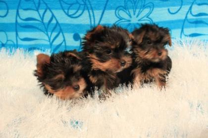 Mini Yorkshire Terrier Welpen Rüde Weibchen