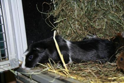 Neuer Cuy Nachwuchs Riesenmeerschweinchen ist da