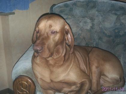 Biete tollen Hundejungen der Rasse Magyar Vizsla.