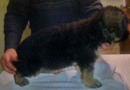 Schaeferhund Langhaarwelpe