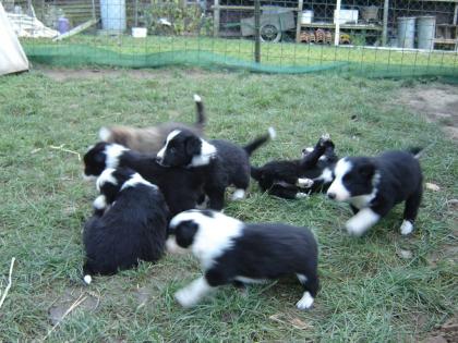 Pfiffige Border-Collie-Welpen