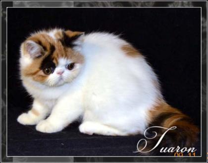 Wundschönen Exotic SH Kitten