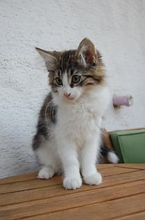 Süße Kitten suchen neues Personal