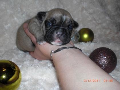 Französische Bulldogge Welpen Blau fawn