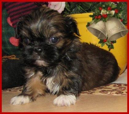 Chihuahua - Pekinese Mix