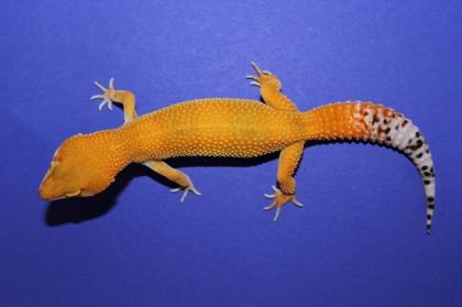 Leopardgecko Nachzuchten 2021