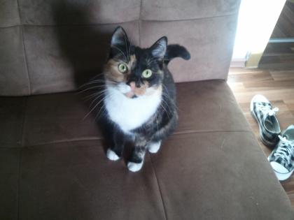 Verschmuste dreifarbige katze 1, 5 jahre alt