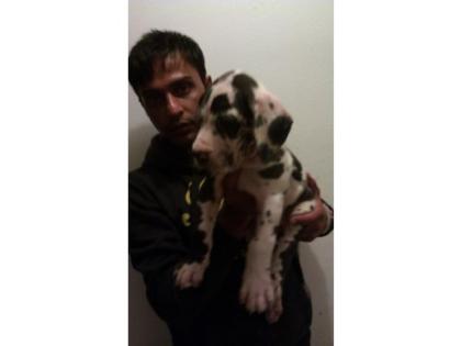 DEUTSCHE DOGGEN WELPEN