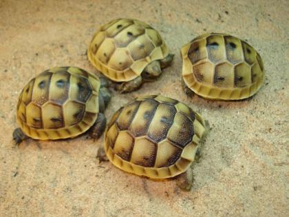 Maurische Landschildkröten