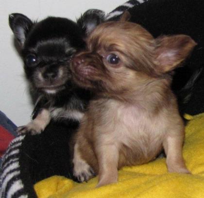 Chihuahua Babys der süßen Art jetzt 550gr.