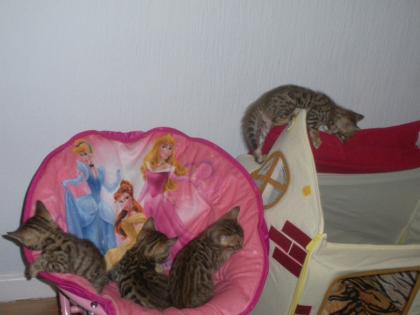 Bengal babys