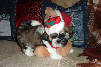 Tibetische Schönheit Shih-Tzu Mädchen