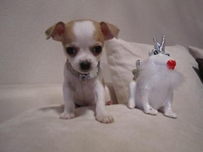 Wunderschöne Extra Mini Chihuahua aus seriöser Hobbyzuch
