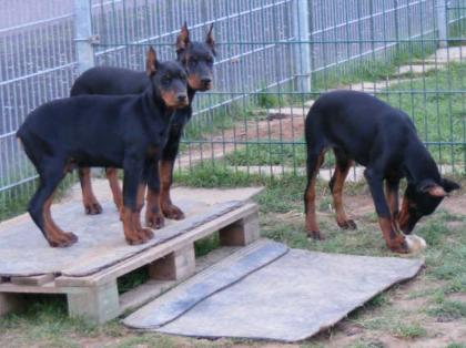 Wunderschöne erstklassige Dobermannwelpen von Spitzen Eltern