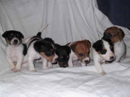Reinrassige Jack-Russel-Welpen