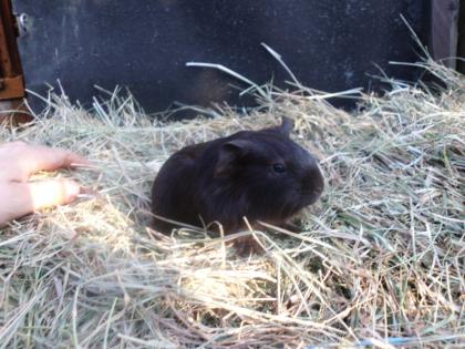 3 ganz süße Meerschweinbabys abzugeben