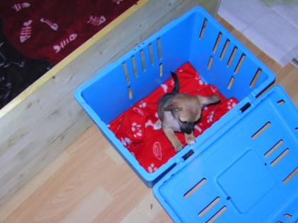 Süße kleine chihuahua