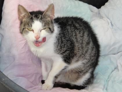 Schmusekater sucht Kuschelplätzchen