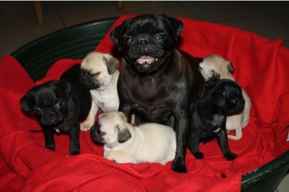 Süße Mops Welpen suchen ein neues Zuhause