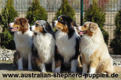 Australian Shepherd Abgabe mitte März 2021 mit Papiere.