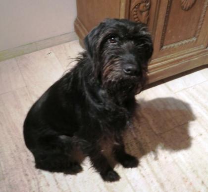 Pudelpointerdame sucht neues Zuhause