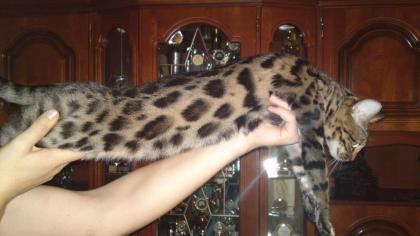 Bengalkatzen, Bengal, Bengalkatze